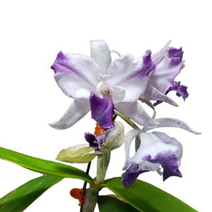 【花なし株】 カトレア インターグロッサ ‘スーパーブルー’ C.Interglossa ‘Super Blue’ 交配種 5号鉢 60cm 開花サイズ(BS)