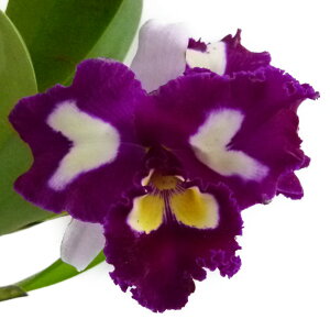 yԂȂz RIJgA `Cj[Yr[eB[ eI[LbhNC[f Rlc.(Blc.)Chinese Beauty eOrchid Queenf z 4 40cm JԃTCY(BS)