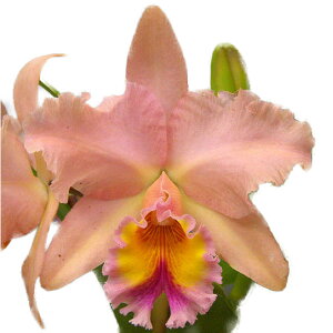 yԂȂz RIJgA W[WLO eZfBseB[f Rlc.(Blc.)George King eSerendipityf AM/AOS z 3.5 40cm JԃTCY(BS)