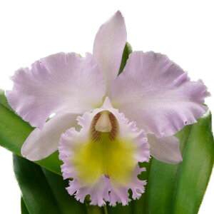 �y�ԂȂ����z �����R�����I�J�g���A �p�X�g���� �e���[�W�[�f Rlc.(Bc.)Pastoral �eRosee�f AM/AOS(83) ��z�� �F������ 5���� 50cm �J�ԃT�C�Y(BS)