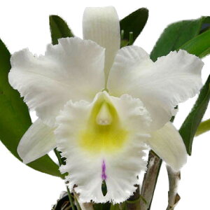 【花なし株】 リンコレリオカトレア パストラル ‘イノセンス’ Rlc.(Bc.)Pastoral ‘Innocence’ AM/AOS(83) 交配種 5号鉢 40cm 開花サイズ(BS)