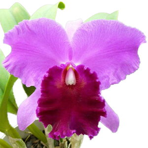 yԂȂz RIJgA WF[XnEU[} Rlc.(Blc.)James Hausermann z 5 50cm JԃTCY(BS)