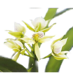 yԂȂz vXePA fBA^ Psh.(Ency.)radiata  F 3 25cm JԃTCY(BS)