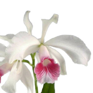 yԂȂz JgA p[v[^ J[lA C.(L.)purpurata var. carnea  5 50cm JԃTCY(BS)