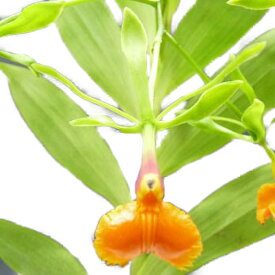 【花なし株】 エピデンドラム シュードエピデンドラム Epi.pseudepidendrum 原種 4号鉢 60cm 開花サイズ(BS)