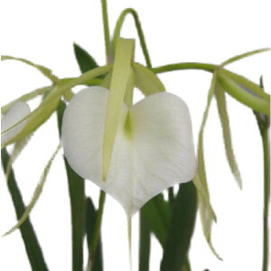 yԂȂz uT{ mhT e}XW[f B.nodosa eMas Majorf AM/AOS  F 3 30cm JԃTCY(BS)