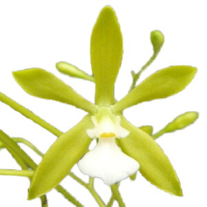 �y�ԂȂ����z �G���T�C�N���A �^���y���V�X �A���o �e�O���[�� �E�b�h�f Ency.tampensis var. alba �eGreen Wood�f AM/AOS ���� 2.5���� 20cm �J�ԃT�C�Y(BS)