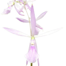 【花なし株】 エンサイクリア アデノカウラ Ency.adenocaula 原種 3号鉢 25cm 開花サイズ(BS)0670-81139