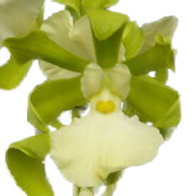 【花なし株】 エンサイクリア コーディゲラ アルバ Ency.cordigera var. alba 原種 3号鉢 20cm 開花サイズ(BS)1414