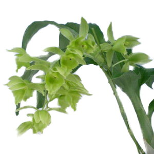 yԂȂz J^Z^ gIh e^PE`f Ctsm.triodon eTakeuchif  F 3 25cm JԃTCY(BS)