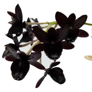 yԂȂz thNPA At^[_[N eGXuCI[ubNp[f Fdk.After Dark eSVO Black Pearlf FCC/AOS z F 3 25cm JԃTCY(BS)