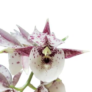 yԂȂz J^Z^ (i_r\ x I[LbhO[h) esN|C^[f Ctsm.(Melana Davison Orchidglade) ePink Pointerf ̉Ԃ̌̂ł z F 3 25cm JԃTCY(BS)