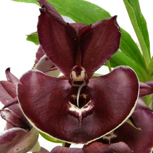 �y�ԂȂ����z �J�^�Z�^�� �I�[�L�b�h�O���[�h �e�W���b�N�I�u�_�C�A�����h�f Ctsm.Orchidglade �eJack of Diamond�f ��z�� �F������ 3���� 30cm �J�ԃT�C�Y(BS)