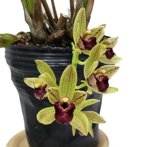 シンビジューム 生花の人気商品 通販 価格比較 価格 Com シンビジューム 生花の人気商品 通販 価格比較 価格 Com