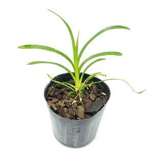 シンビジューム 生花の人気商品 通販 価格比較 価格 Com