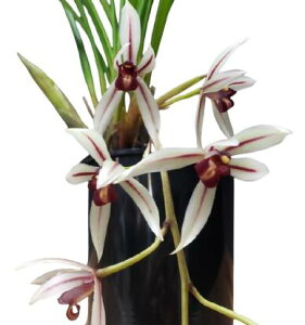 yԂȂz VrW[ _CAi Cym.dayanum  F 3 25cm JԃTCY(BS)