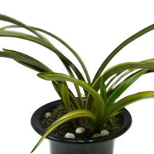 yԂȂz VrW[ to_ eJ}cf Cym.floribundum eᏼf  F 4 30cm JԃTCY(BS)