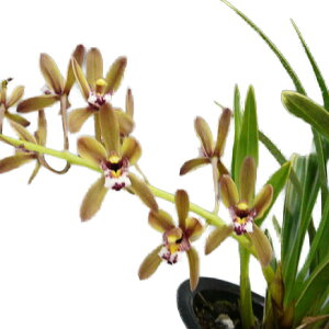 yԂȂz VrW[ to_ egLjVLf Cym.floribundum eՋ(Tokiwanishiki)f ŕ  4 30cm JԃTCY(BS)