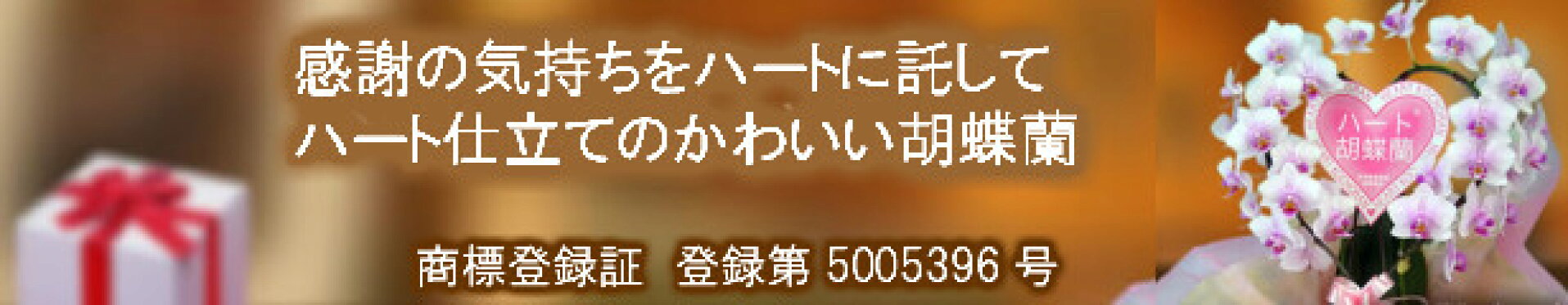 カテゴリ・感謝の気持ちをハートに託してハート仕立てのかわいい胡蝶蘭