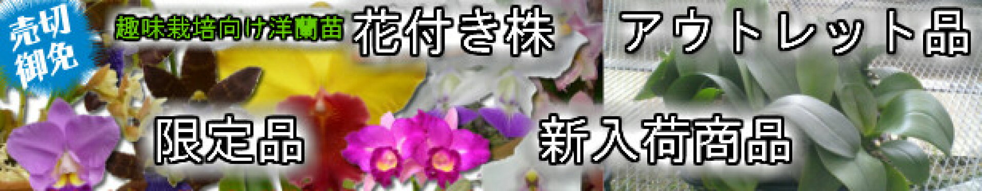 カテゴリ・売切御免限定品趣味栽培向け洋蘭苗花付き株新入荷商品アウトレット品