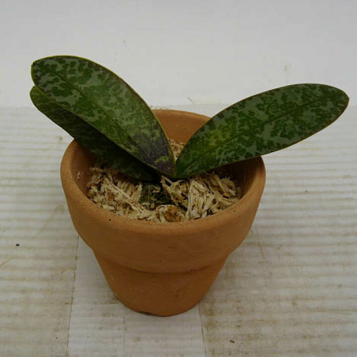 楽天市場】【花なし株】 ファレノプシス シレリアナ Phal.schilleriana 