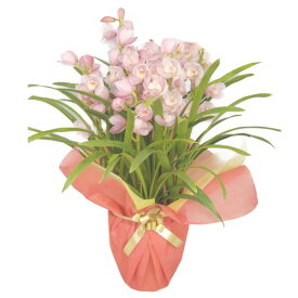 シンビジューム ピンク 直立 5本立ち 耐寒性