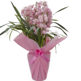 シンビジューム ピンク 直立 7本立ち 豪華バージョン 耐寒性 10号鉢