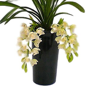  VrW[ T[W ACXLXP[h 3{