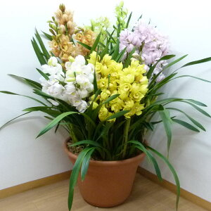 VrW[  ~bNX  520{ bsOt ϊ