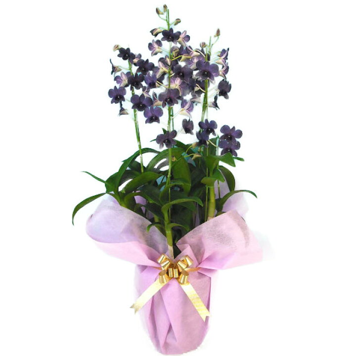 楽天市場 珍しい デンファレ 紫 5本立ち 渥美洋らんセンタースズキラン園