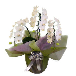 ~fBӒ A}rX 3{ 32ֈȏ Iׂ2F(EFsN)+~bNX  Mtg10000155