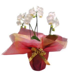 ~fBӒ A}rX 3{  22ֈȏ10000154