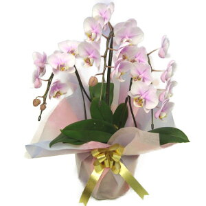 ~fBӒ sN 3{ 22ֈȏ ɂĕi킪ς邽߉Ԃ̐F͑܂