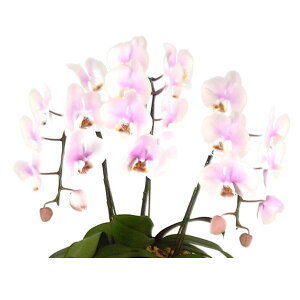 ~fBӒ sN 5{ 35ֈȏ ɂĕi킪ς邽߉Ԃ̐F͑܂