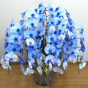 生花 胡蝶蘭 ブルーエレガンスの人気商品 通販 価格比較 価格 Com