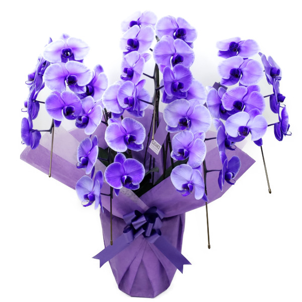 紫 胡蝶蘭の通販・価格比較 - 価格.com