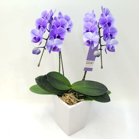 胡蝶蘭 ミディ パープルエレガンス 紫 2本立ち 18輪以上