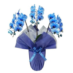 Ӓ ~fB u[GKX  3{ 27ֈȏ