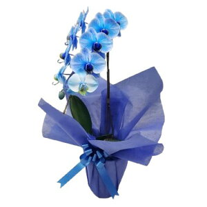 Ӓ ~fB u[GKX  1{ 9ֈȏ