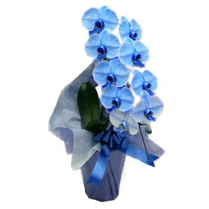 Ӓ  u[GKX  1{3746-22116-1