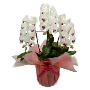 �Ӓ��� ��� ����(�Z�~�A���o ���b�v) 3�{���� 33�ֈȏ�10000209