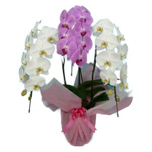 Ӓ  g 3{ 30ֈȏphal-kh-3f30