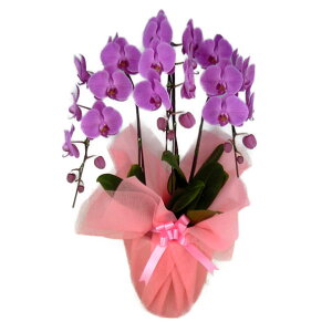 Ӓ sN 3{ 30ֈȏphal-p-3f30