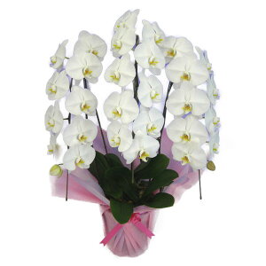 Ӓ  3{ 30ֈȏphal-w-3f30