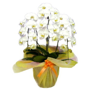 Ӓ   3{ 25ֈȏ10000105