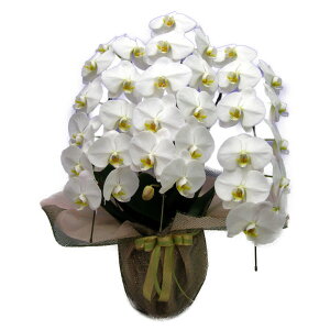 Ӓ 3{  32ֈȏ Iׂ4F(EsNEԃbvECG[)+~bNX  Mtg10000104