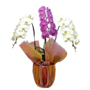 Ӓ  g 3{ 36ֈȏphal-kh-3f36