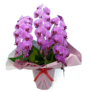 Ӓ  sN 3{ 36ֈȏphal-p-3f36