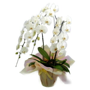 Ӓ   3{ 36ֈȏ10000114