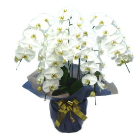 胡蝶蘭 大輪 白 5本立ち 55輪以上10000120